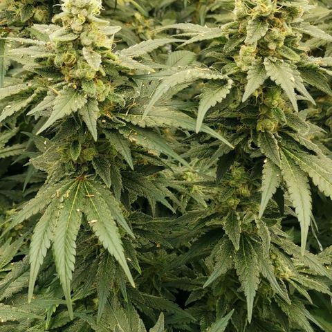 Green Poison growlog timeline photo