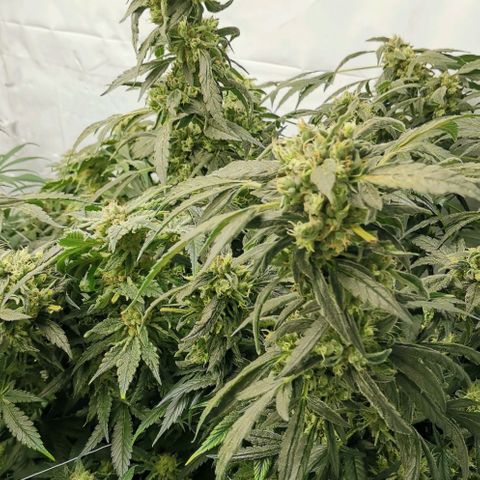 Green Poison growlog timeline photo