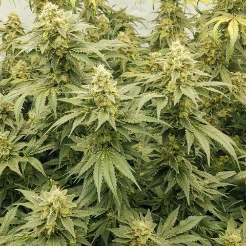 Green Poison growlog timeline photo