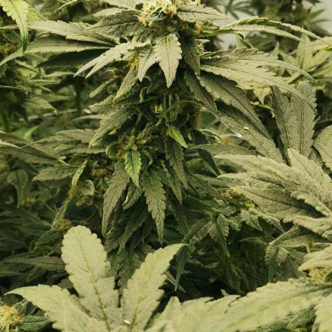 Green Poison growlog timeline photo