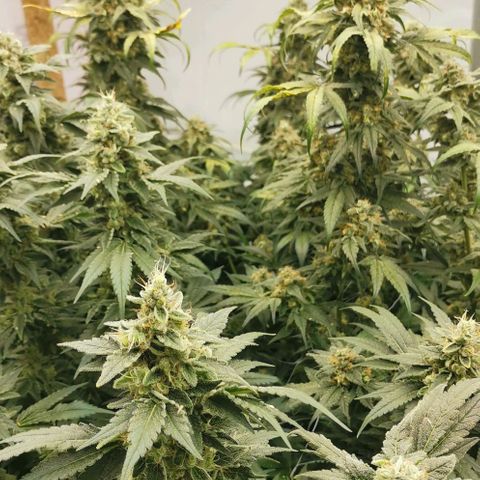 Green Poison growlog timeline photo