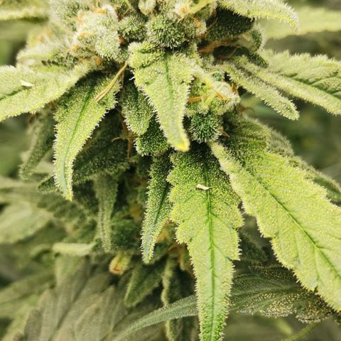 Green Poison growlog timeline photo