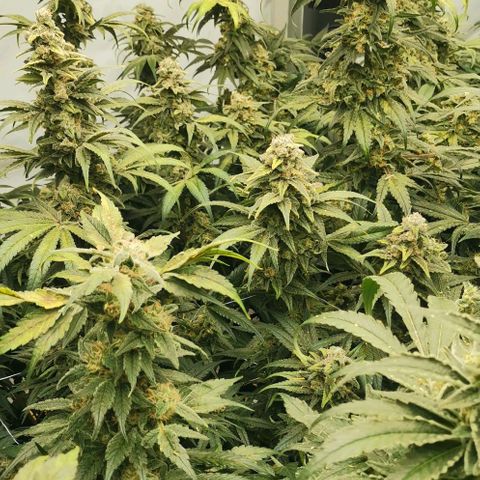 Green Poison growlog timeline photo