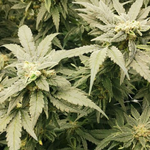 Green Poison growlog timeline photo