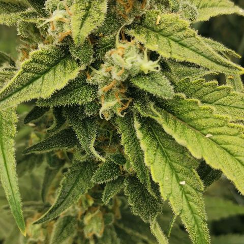 Green Poison growlog timeline photo