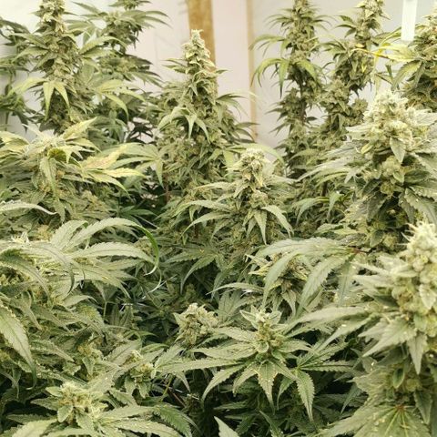 Green Poison growlog timeline photo