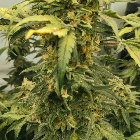 Green Poison growlog timeline photo