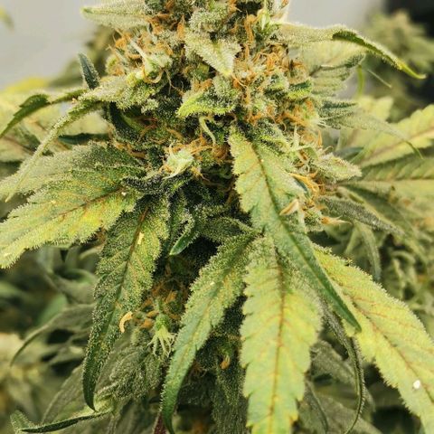 Green Poison growlog timeline photo
