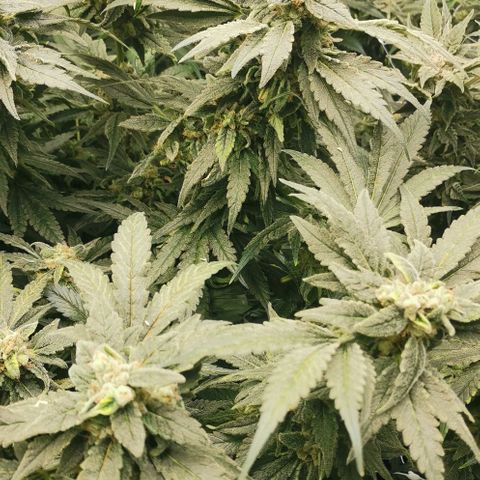 Green Poison growlog timeline photo