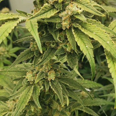 Green Poison growlog timeline photo
