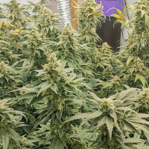 Green Poison growlog timeline photo