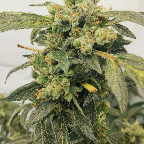 Green Poison growlog timeline photo