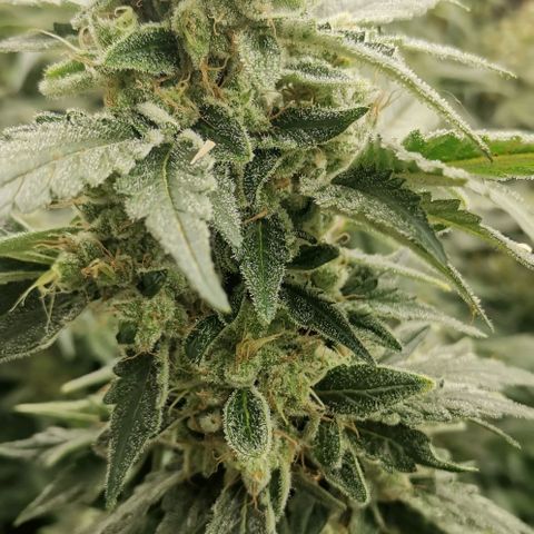 Green Poison growlog timeline photo