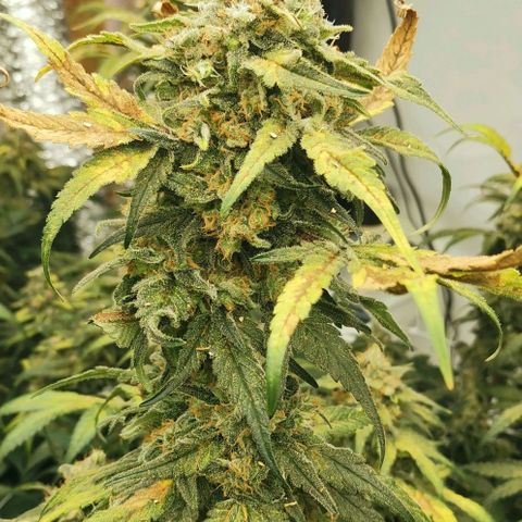 Green Poison growlog timeline photo