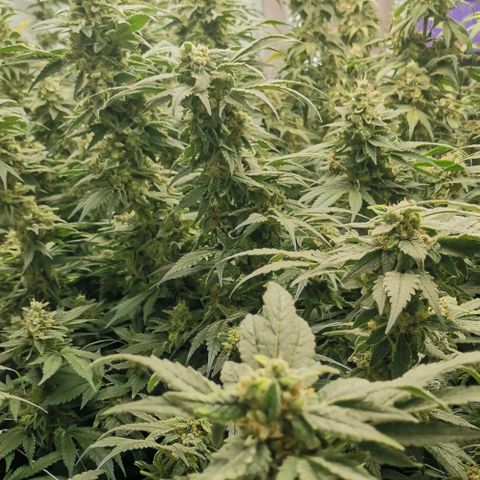Green Poison growlog timeline photo