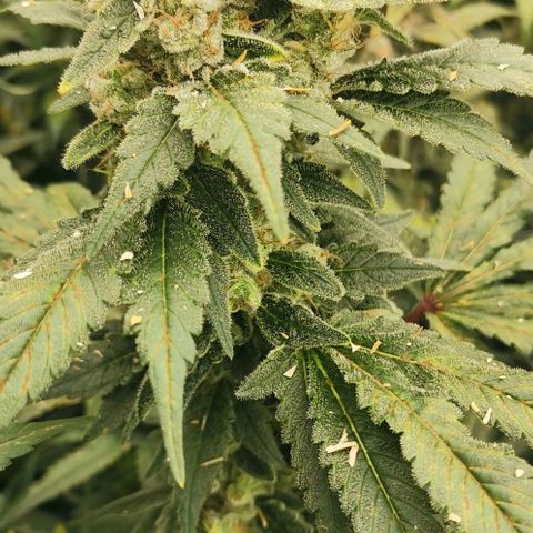 Green Poison growlog timeline photo