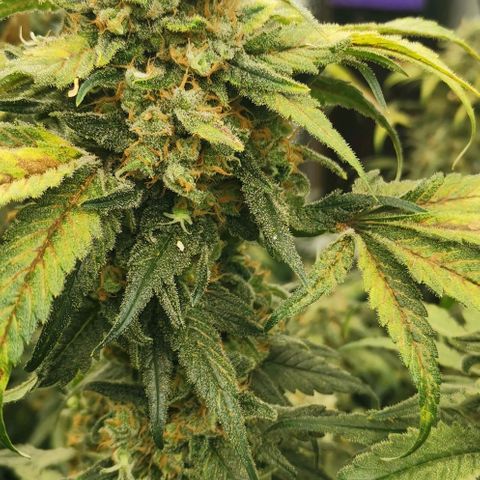Green Poison growlog timeline photo