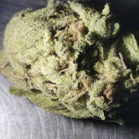 Green Poison growlog timeline photo