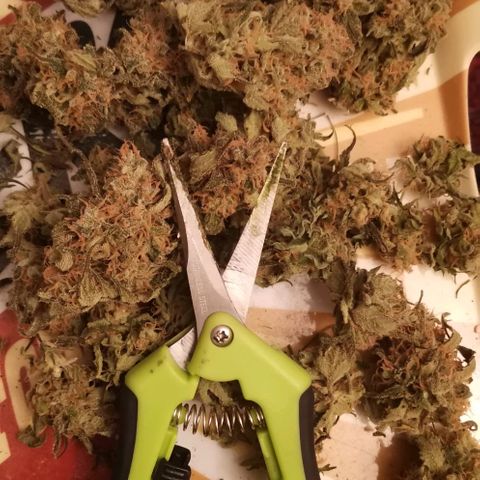 Green Poison growlog timeline photo