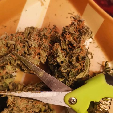 Green Poison growlog timeline photo