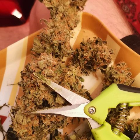 Green Poison growlog timeline photo