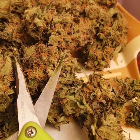 Green Poison growlog timeline photo