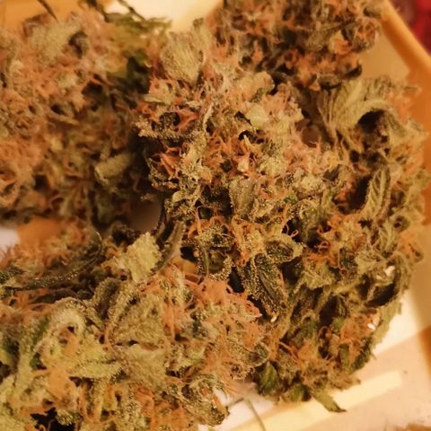 Green Poison growlog timeline photo