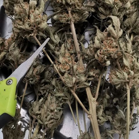 Green Poison growlog timeline photo