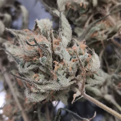Green Poison growlog timeline photo