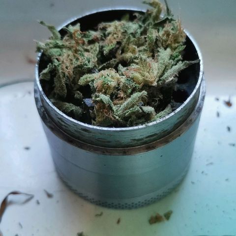 Green Poison growlog timeline photo