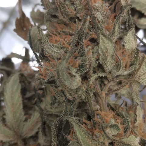 Green Poison growlog timeline photo