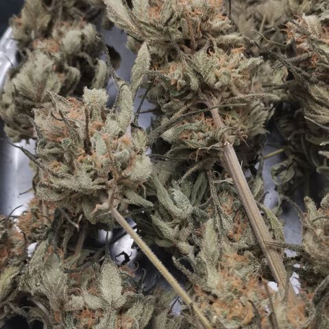 Green Poison growlog timeline photo