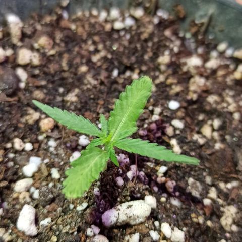 Marilda growlog photo: Cotiledones removidos
