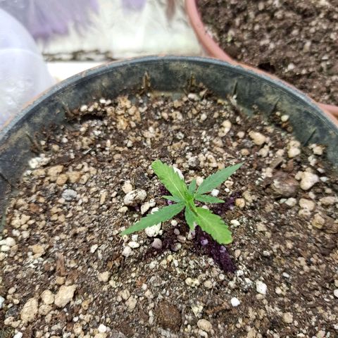 Marilda growlog photo: Minha filha está crescendo