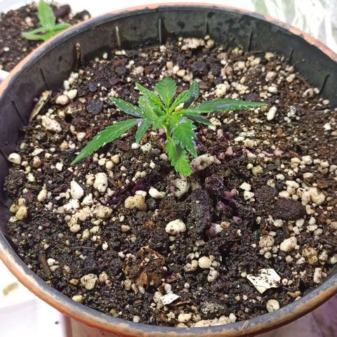 Marilda growlog timeline photo