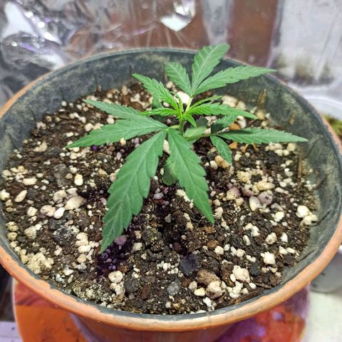 Marilda growlog timeline photo