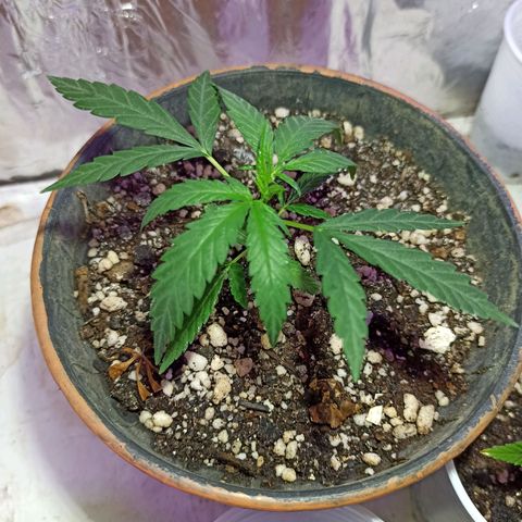 Marilda growlog photo: Mais 1 semaninha e vou por na flora se pa