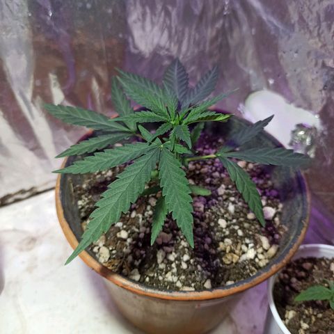 Marilda growlog timeline photo