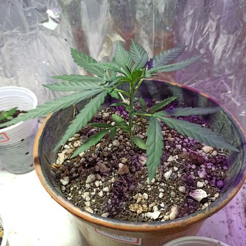 Marilda growlog timeline photo