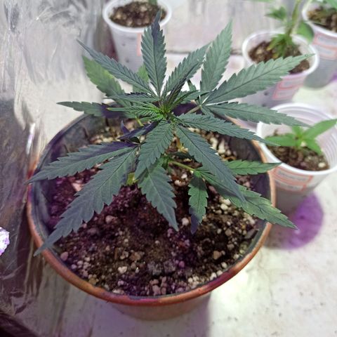 Marilda growlog photo: Folhas de baixo murchando