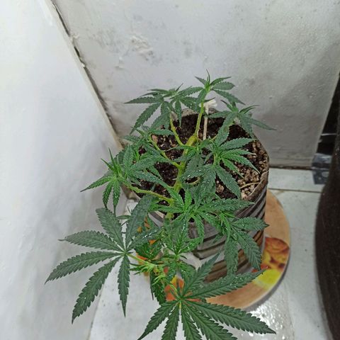 Marilda growlog timeline photo