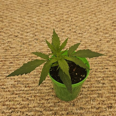 First grow growlog timeline photo