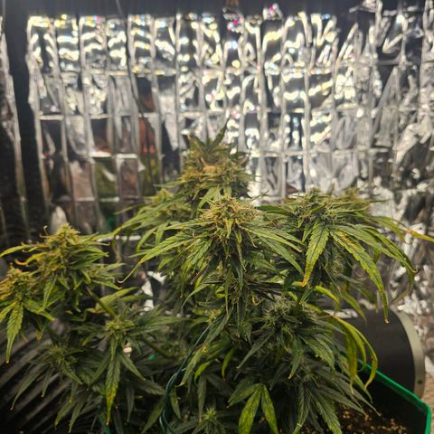 First grow growlog timeline photo