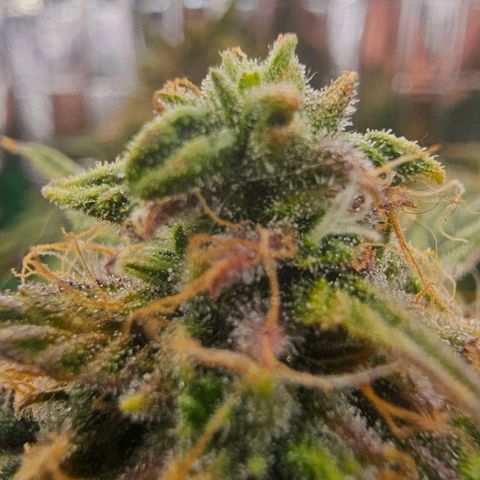First grow growlog timeline photo