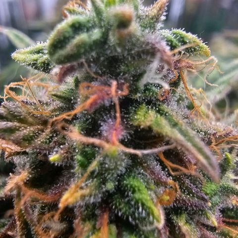 First grow growlog timeline photo