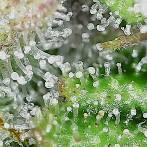 First grow growlog timeline photo