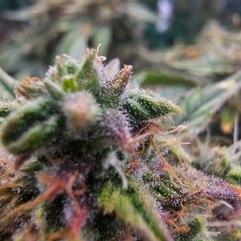 First grow growlog timeline photo