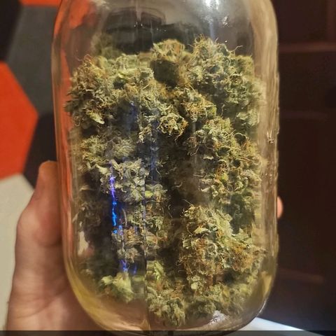 First grow growlog timeline photo