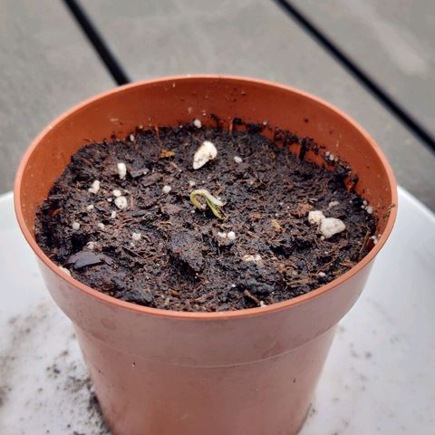 Zamnesia Northern Lights Automatic growlog photo: Germination