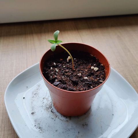 Zamnesia Northern Lights Automatic growlog photo: Growing 🌴